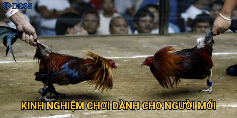 Vì sao Gà Đòn Vipbet tại DR88 được đánh giá cao? 3 Kinh nghiệm chơi dành cho người mới?